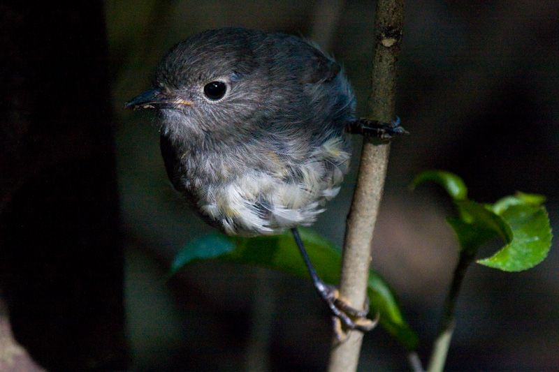 New Zealand Robin